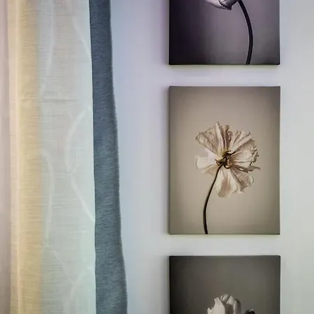 Fouxia-grey * Szkópelosz